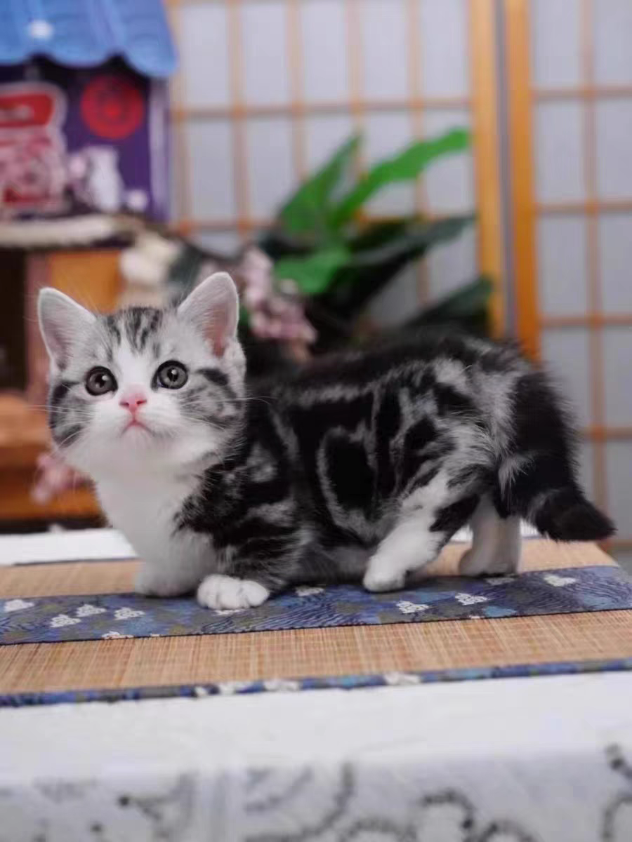 猫舍直销批发价格出售曼基康矮脚猫